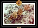 2008 egypte el qoseir 025