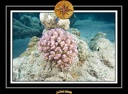 2008 egypte el qoseir 026
