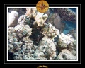 2008 egypte el qoseir 027