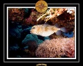 2008 egypte el qoseir 029