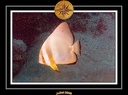 2008 egypte el qoseir 030