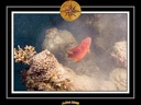 2008 egypte el qoseir 031