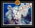2008 egypte el qoseir 032