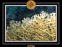 2008 egypte el qoseir 033