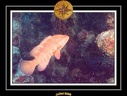 2008 egypte el qoseir 034