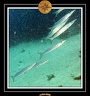2008 egypte el qoseir 035