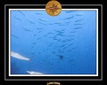 2008 egypte el qoseir 036