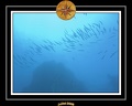 2008 egypte el qoseir 037