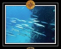 2008 egypte el qoseir 038