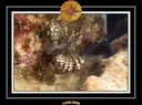 2008 egypte el qoseir 039