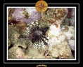 2008 egypte el qoseir 040