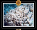 2008 egypte el qoseir 045