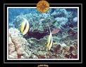 2008 egypte el qoseir 046