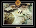 2008 egypte el qoseir 047