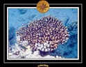 2008 egypte el qoseir 049