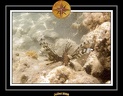 2008 egypte el qoseir 051