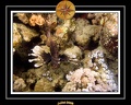 2008 egypte el qoseir 052