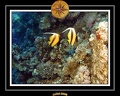 2008 egypte el qoseir 053