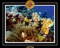 2008 egypte el qoseir 054