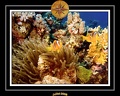 2008 egypte el qoseir 055