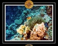2008 egypte el qoseir 056