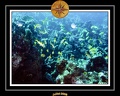 2008 egypte el qoseir 057