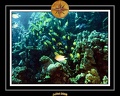 2008 egypte el qoseir 058