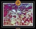 2008 egypte el qoseir 059