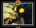 2008 egypte el qoseir 060