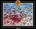 2008 egypte el qoseir 068