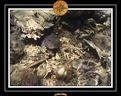 2009 EL QOSEIR Plongee PMT 009
