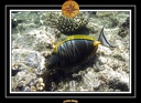 2009 EL QOSEIR Plongee PMT 020