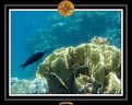 2009 EL QOSEIR Plongee PMT 024