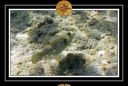 2009 EL QOSEIR Plongee PMT 026