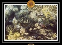 2009 EL QOSEIR Plongee PMT 033