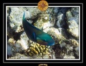2009 EL QOSEIR Plongee PMT 034