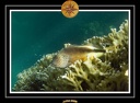 2009 EL QOSEIR Plongee PMT 037