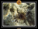 2009 EL QOSEIR Plongee PMT 040