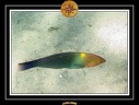 2009 EL QOSEIR Plongee 015