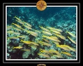 2009 EL QOSEIR Plongee 036