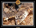 CPO 09 11 050