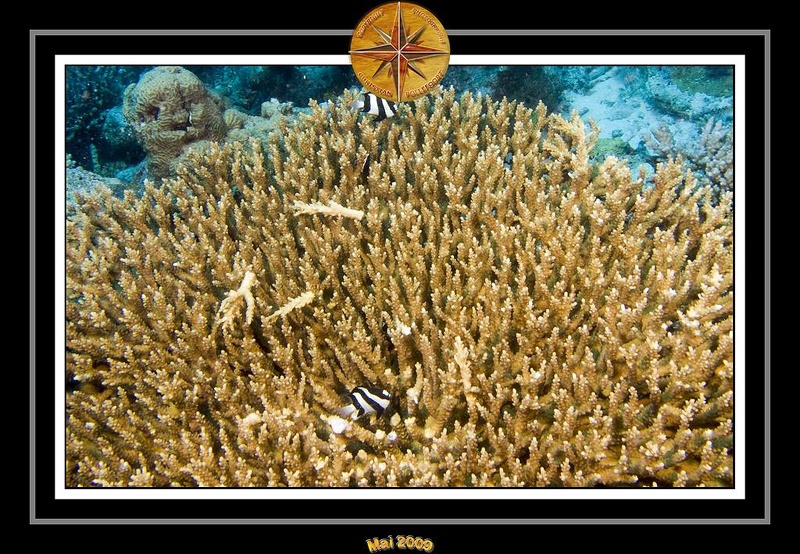 2009 Embudu PL 002