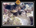 2009 Embudu PL 007