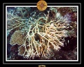 2009 Embudu PL 009