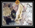 2009 Embudu PL 012