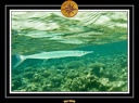 2009 Embudu PL 016