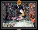 2009 Embudu PL 026
