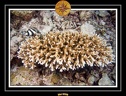 2009 Embudu PL 032
