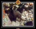 2009 Embudu PL 039
