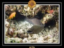 2009 Embudu PL 042